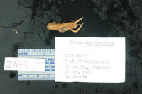 Image of Orconectes australis